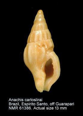 Anachis carloslirae.jpg - Anachis carlosliraeCosta,1996